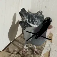 سوسکی کبوتر