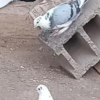 کبوتر پشت طوق