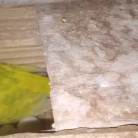 مرغ عشق های مولدوروی تخم و رنگ خاص معاوضه