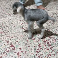 سلام کهره شیری نر خوب وسالم|حیوانات مزرعه|خورموج, |دیوار