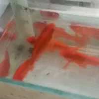 ماهی قرمز|ماهی|خان ببین, |دیوار