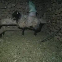 قوچ افشاری درجه یک|حیوانات مزرعه|خانمیرزا, |دیوار