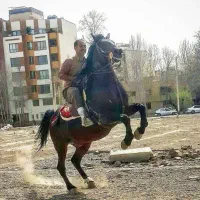 اسب نریون کره کیوان خاتم زاده