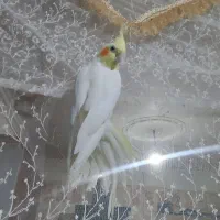 یه پرنده عروس هلندی به فروش میرسد