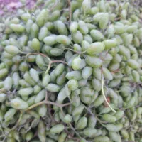 غوره