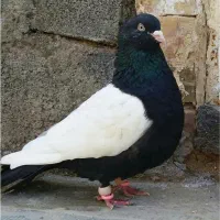 کبوتر معاوضه نر