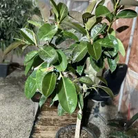 گل آپارتمانی فیکوس