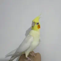 پرنده عروس هلندی (نر)|پرنده|لالجین, |دیوار