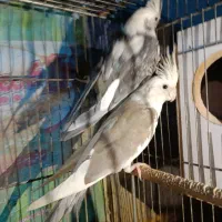 طوطی|پرنده|بندر ماهشهر, |دیوار