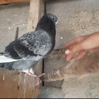 کبوتر پرش سنگین