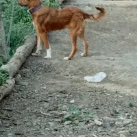 سگ نگهبان ۴ماهه|سگ|اردبیل, |دیوار