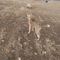 *گمشده* *توله سگ گمشده*|حیوانات|تبریز, |دیوار