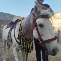 اسب