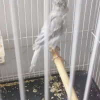 قناری|پرنده|بیرجند, |دیوار