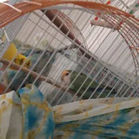 طوطی برزیلی و مرغ عشق