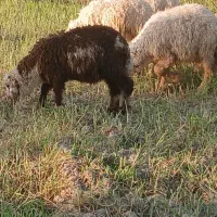 گوسفند بره