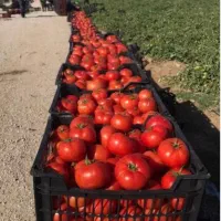 خریدار گوجه