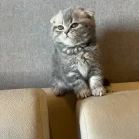 گربه های اسکاتیش نژاد|گربه|تهران, سازمان برنامه جنوبی|دیوار