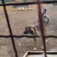 دو عدد سرابی و سرابی افغان همه کاره واگذار میشه