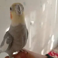 عروس هلندی نر|پرنده|تهران, هفده شهریور|دیوار