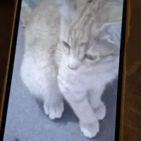 گربه ای تقریبا ۴ ۵ ماه گمشده