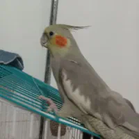 عروس هلندی کفتر|پرنده|تربت جام, شهرک معلم|دیوار