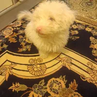 سگ شیتزو|سگ|زرند, |دیوار