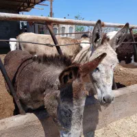 ۲تاالاغ نروماده