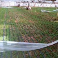 گلخانه-6000متری-فعال-مجهز-و-اماده-به-کار