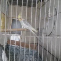 دوتا پرنده عروس هلندی