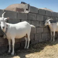 گیسه سانن شیرا و آروم نرم دوش