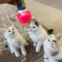 پرشین|گربه|شاهرود, |دیوار