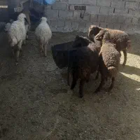 بره|حیوانات مزرعه|شباب, |دیوار