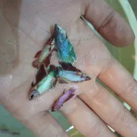 فایتر نر ۱بندی