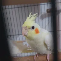 عروس هلندی لوتیونو|پرنده|علی‌آباد کتول, |دیوار