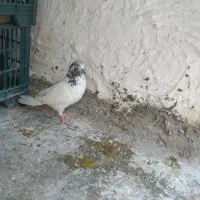 کبوتر کاشانی