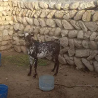 یک عدد نری هم برای داشت خوبه هم برای کشتن