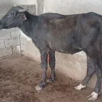 گاومیش