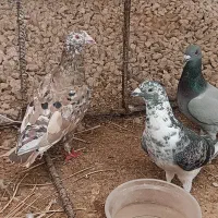 ۷عدد کبوتر زیبا و قیمتی