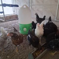 مرغ و خروس گلین اصلی
