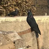 کفتر زاغ ابادانی|پرنده|کرج, حصارک پایین|دیوار