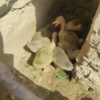 جوجه غاز