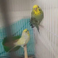 جفت مرغ عشق