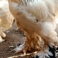 جوجه برهما ۱۰ روزه|حیوانات مزرعه|رامیان, |دیوار