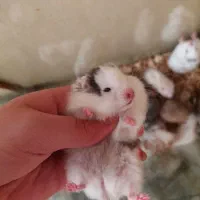 همستر سوری خوکچه