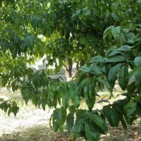 باغ و باغچه چسب امکانات/ برق/ آب / سند/|فروش زمین و ملک کلنگی|تهران, جوادیه|دیوار