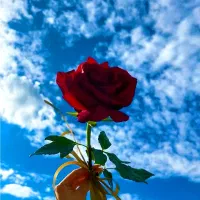 استخدام کارگرساده خانم