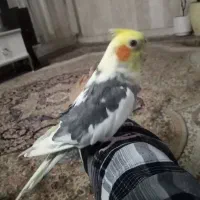 عروس هلندی سخن گو دستی