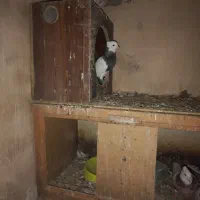 کبوتر رنگه|پرنده|تربت‌حیدریه, شهید بهشتی|دیوار