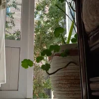 همخانه-خانم